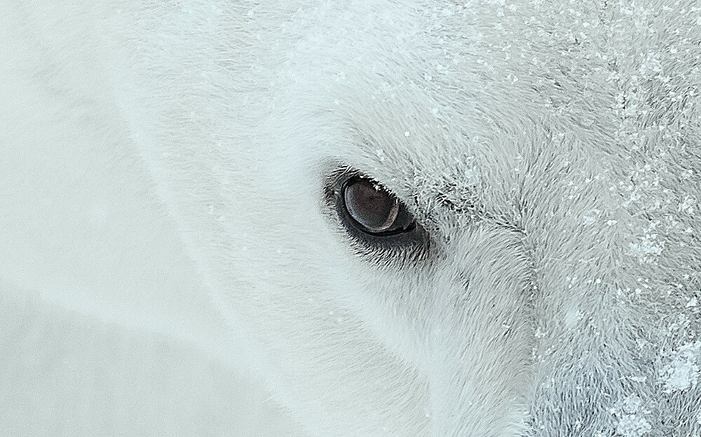 Polar